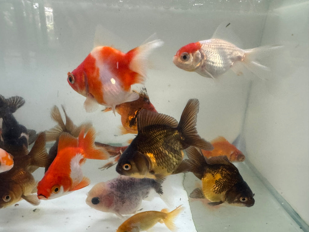 Mixed Fancy Goldfish 6-7cm (Picked at random) Oranda, Telescope, Black Moor, Ryukin