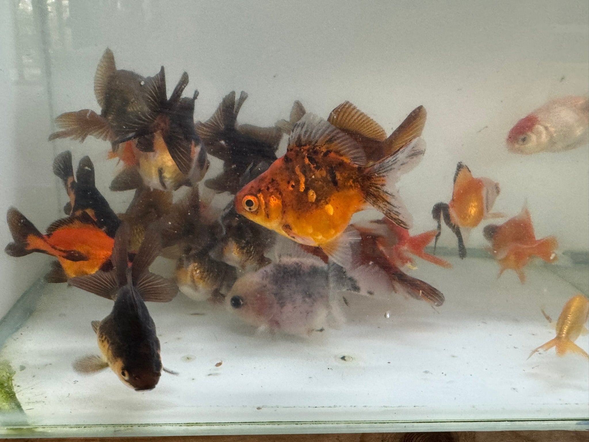 Mixed Fancy Goldfish 6-7cm (Picked at random) Oranda, Telescope, Black Moor, Ryukin