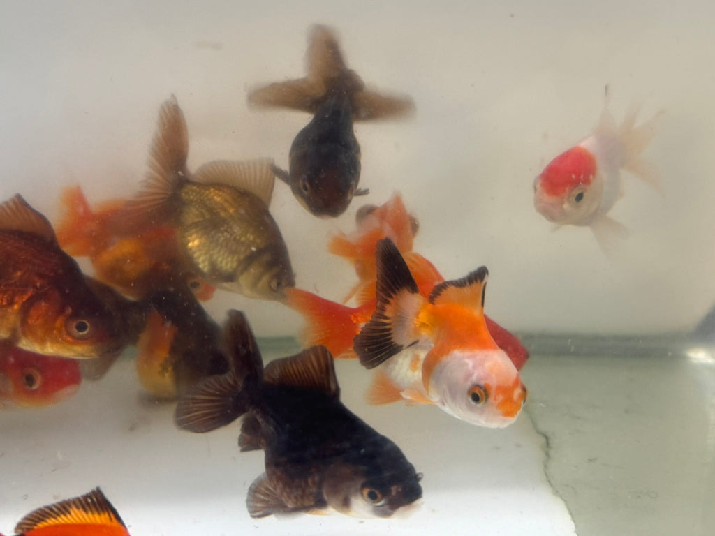 Mixed Fancy Goldfish 6-7cm (Picked at random) Oranda, Telescope, Black Moor, Ryukin