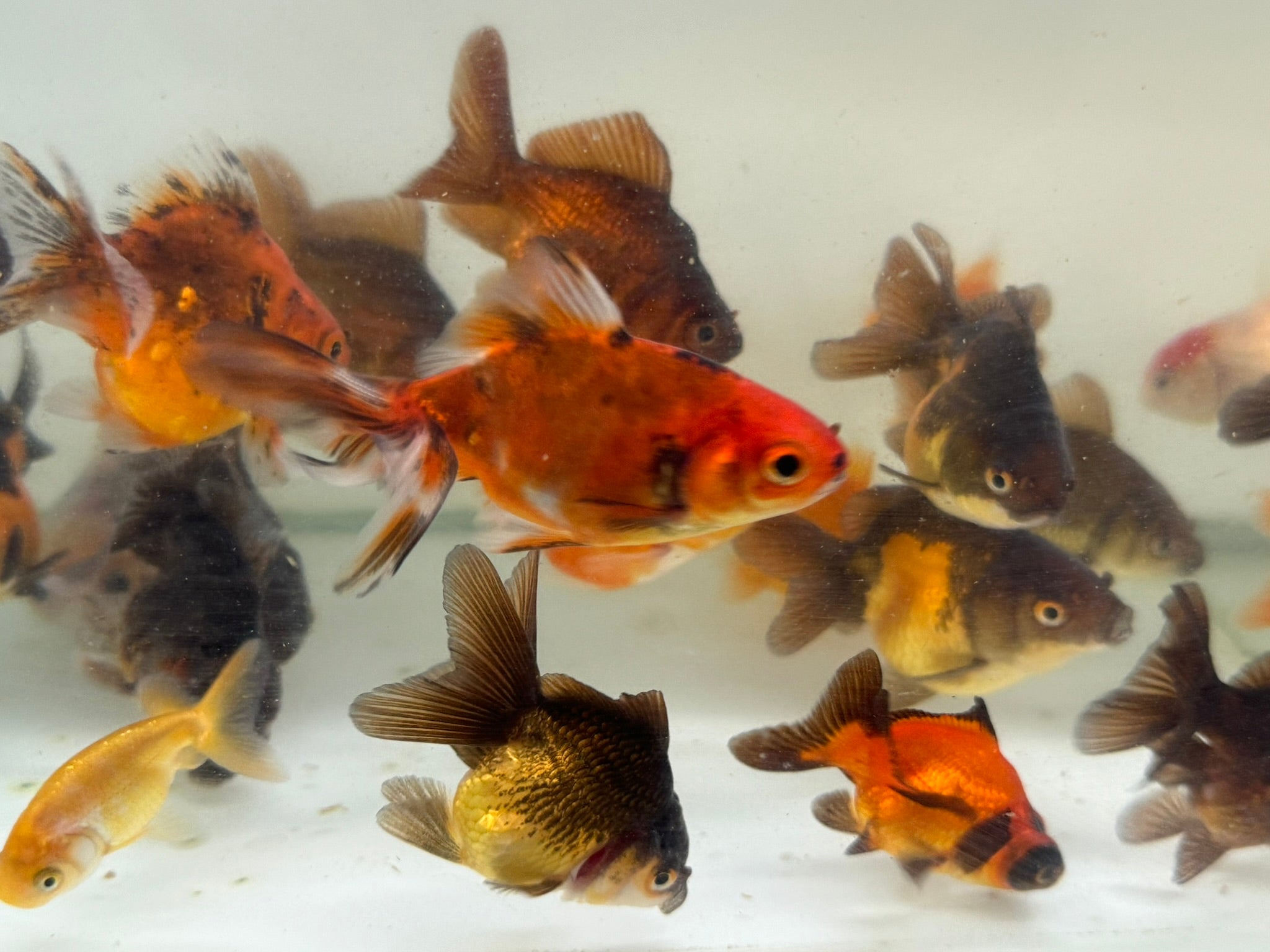 Mixed Fancy Goldfish 6-7cm (Picked at random) Oranda, Telescope, Black Moor, Ryukin