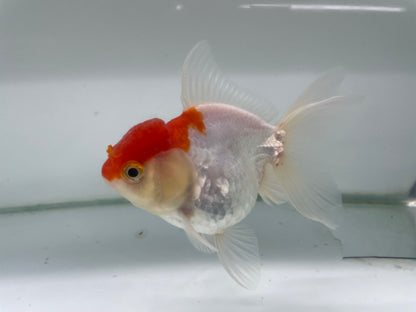 Oranda 11cm (Fish in photo)