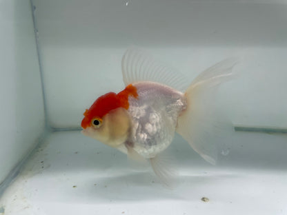 Oranda 11cm (Fish in photo)