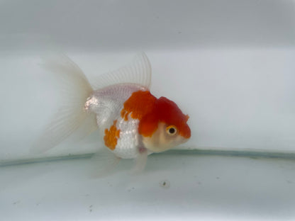 Oranda 11cm (Fish in photo) TFP8 D