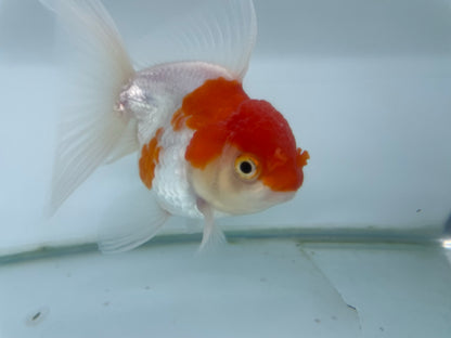 Oranda 11cm (Fish in photo) TFP8 D