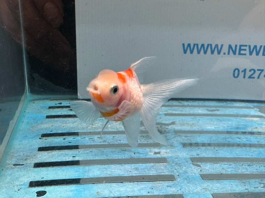 Crown Pearlscale 6-7cm Chinese Fancy Goldfish (BF11C)