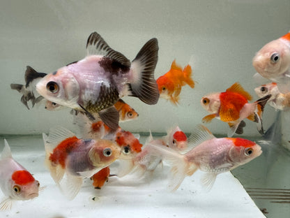 Oranda Fancy Goldfish 5-7cm (Picked at Random)