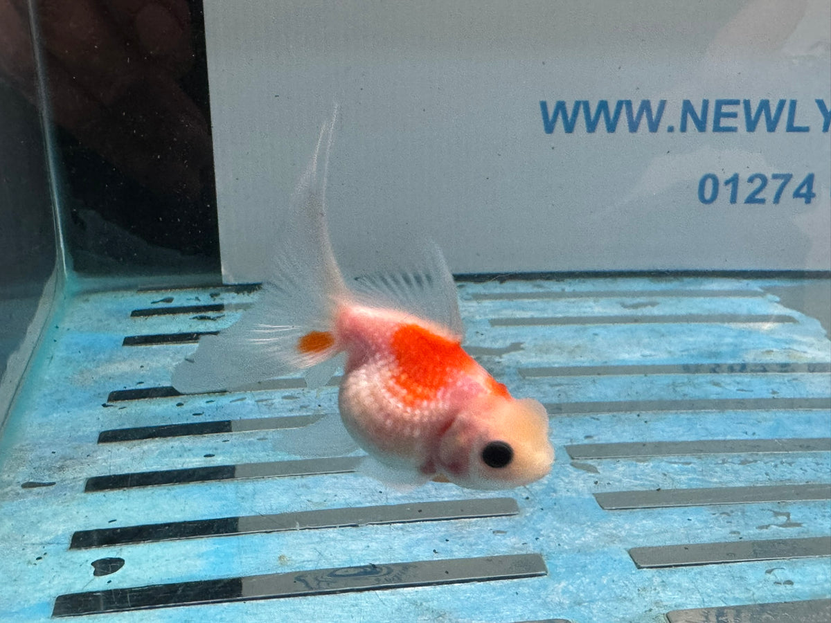 Crown Pearlscale 6-7cm Chinese Fancy Goldfish (BF11C)