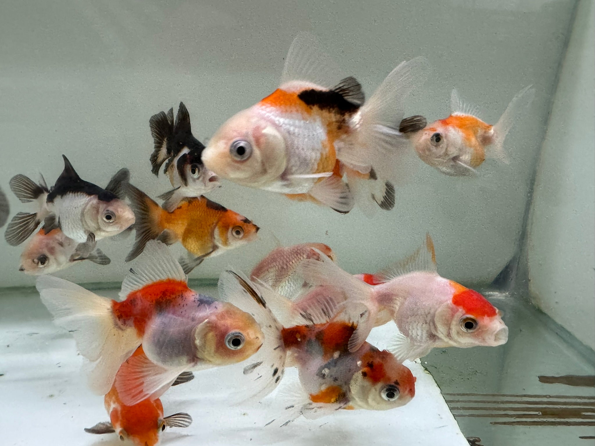 Oranda Fancy Goldfish 5-7cm (Picked at Random) (BF3 + BF8)