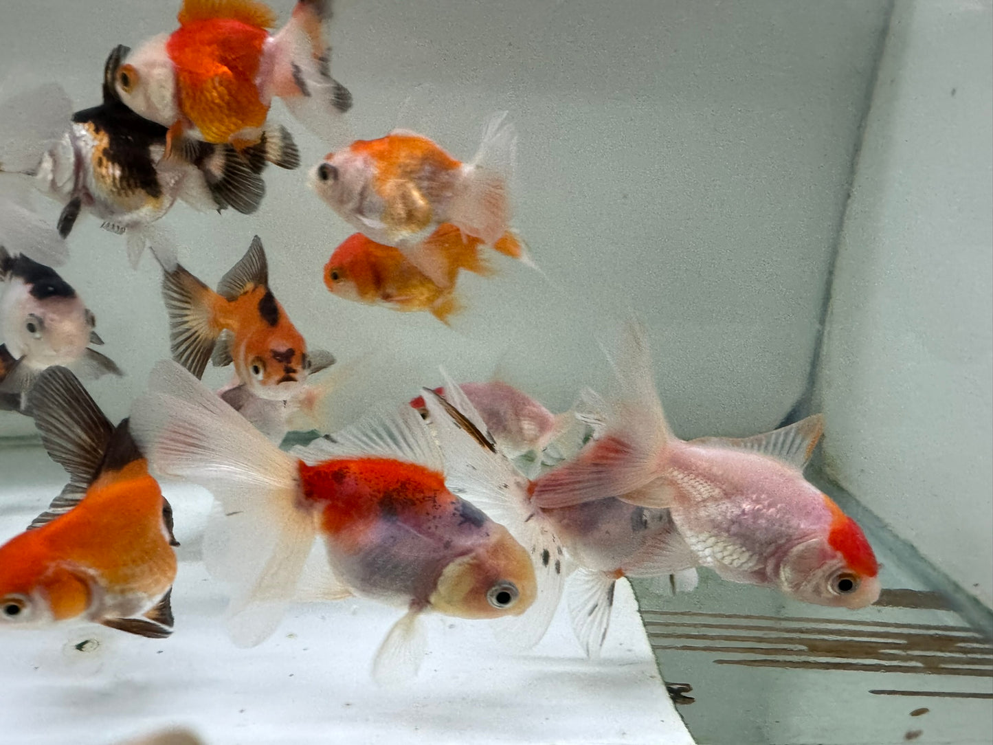 Oranda Fancy Goldfish 5-7cm (Picked at Random)