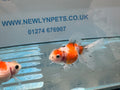 Crown Pearlscale 6-7cm Chinese Fancy Goldfish (BF11C)