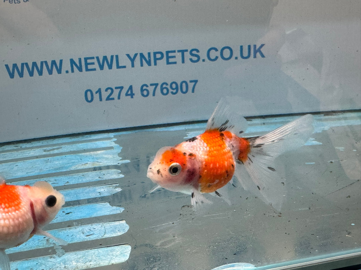 Crown Pearlscale 6-7cm Chinese Fancy Goldfish (BF11C)