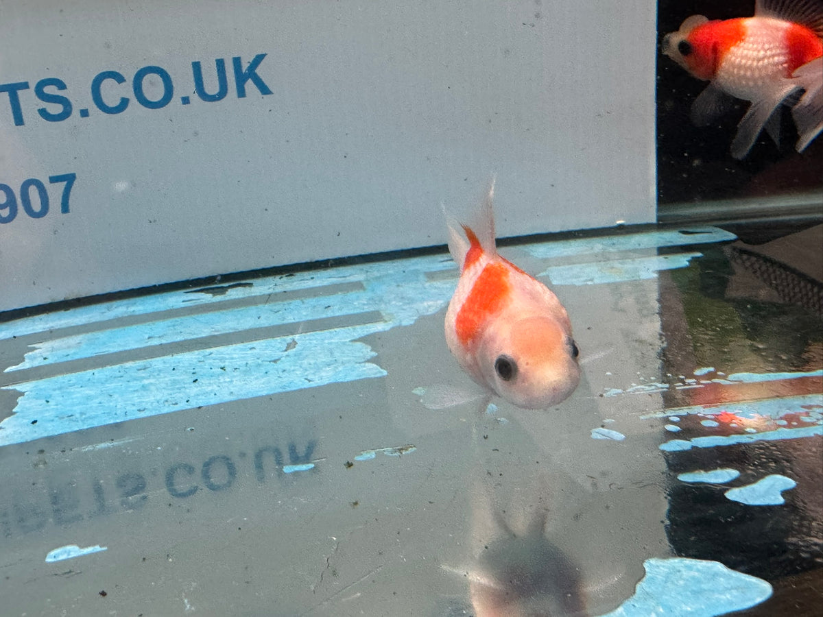 Crown Pearlscale 6-7cm Chinese Fancy Goldfish (BF11C)