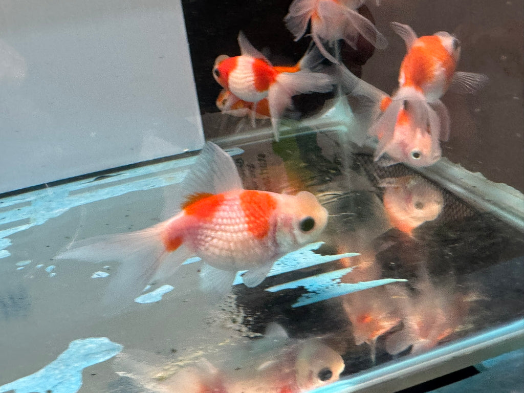Crown Pearlscale 6-7cm Chinese Fancy Goldfish (BF11C)