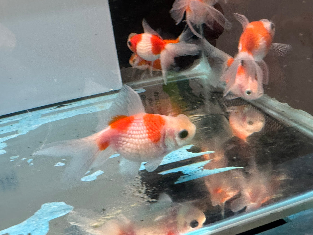 Crown Pearlscale 6-7cm Chinese Fancy Goldfish (BF11C)