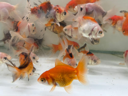 Oranda Fancy Goldfish 6-7cm (Picked at Random)