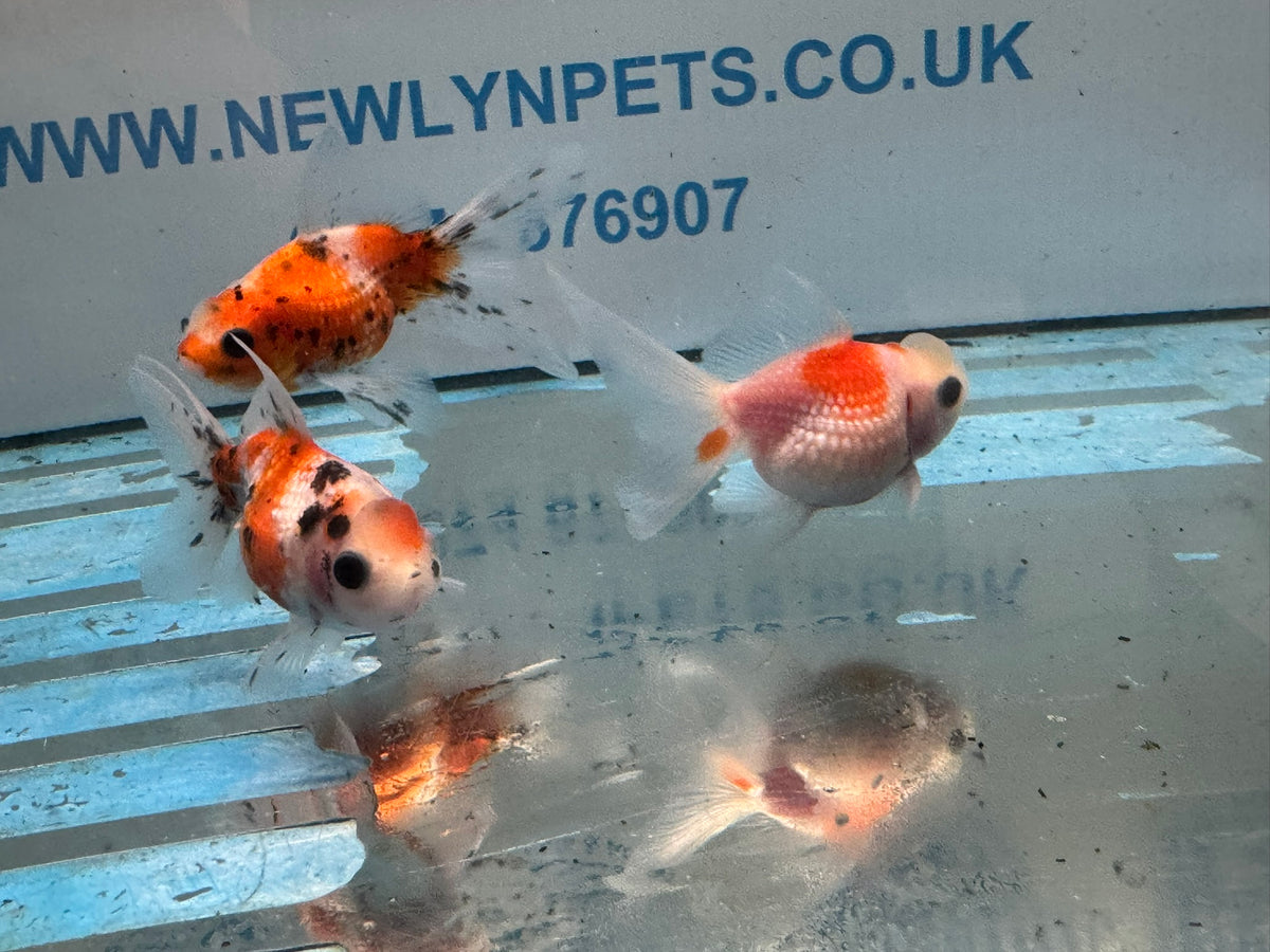 Crown Pearlscale 6-7cm Chinese Fancy Goldfish (BF11C)