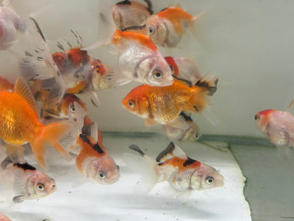 Oranda Fancy Goldfish 5-7cm (Picked at Random)