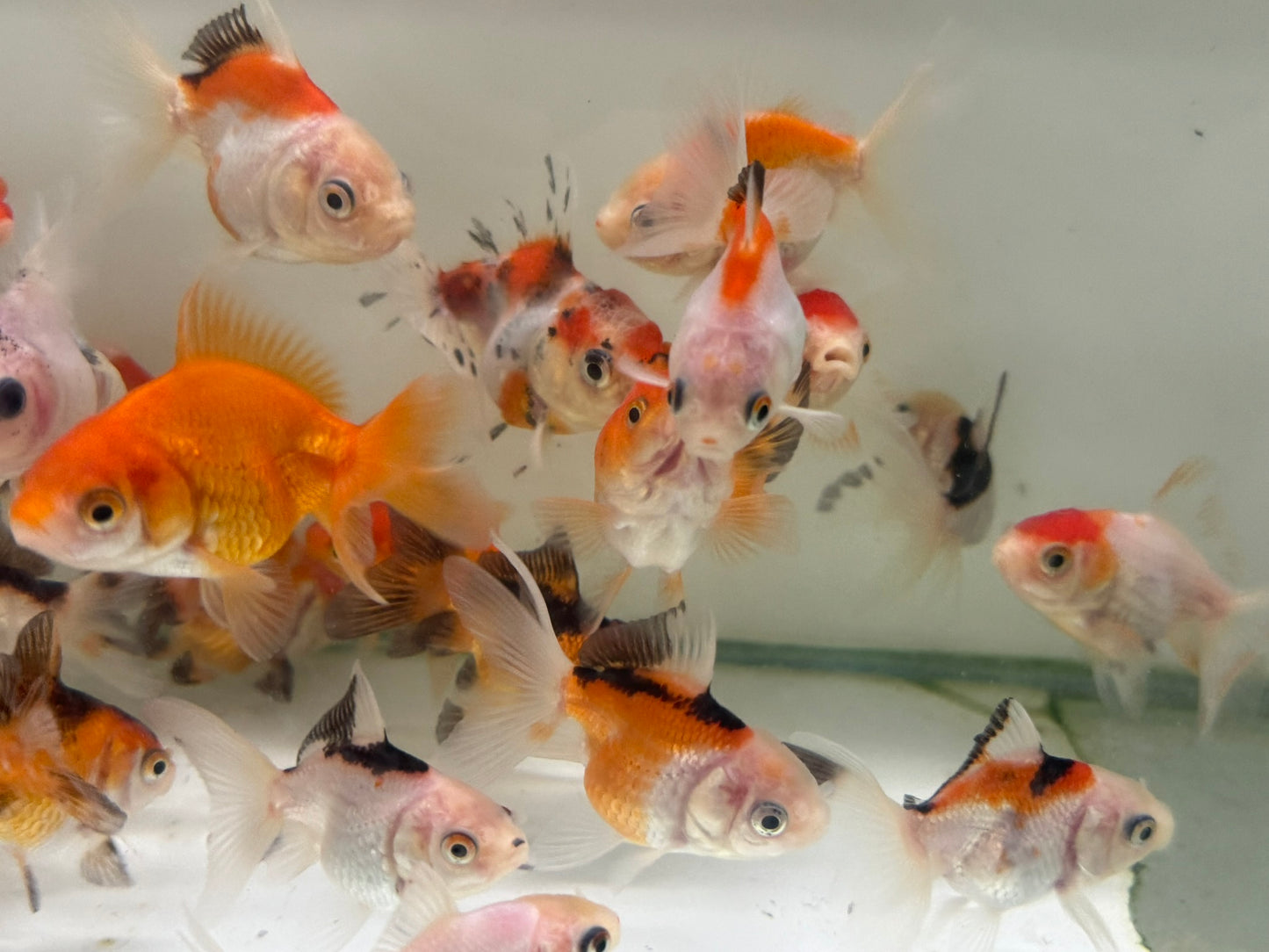 Oranda Fancy Goldfish 5-7cm (Picked at Random)