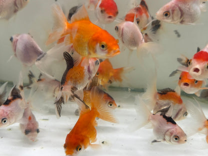 Oranda Fancy Goldfish 5-7cm (Picked at Random)