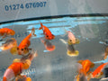 Bubble Eye 6-7cm Chinese Fancy Goldfish