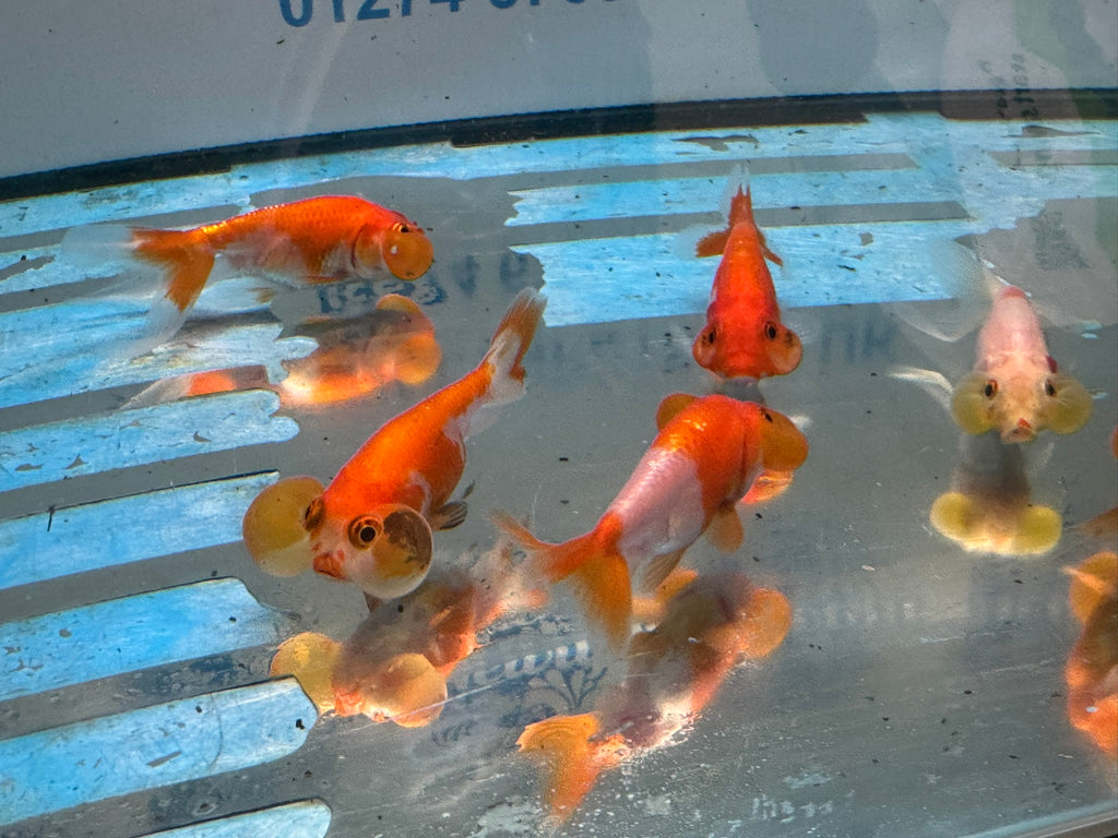 Bubble Eye 6-7cm Chinese Fancy Goldfish