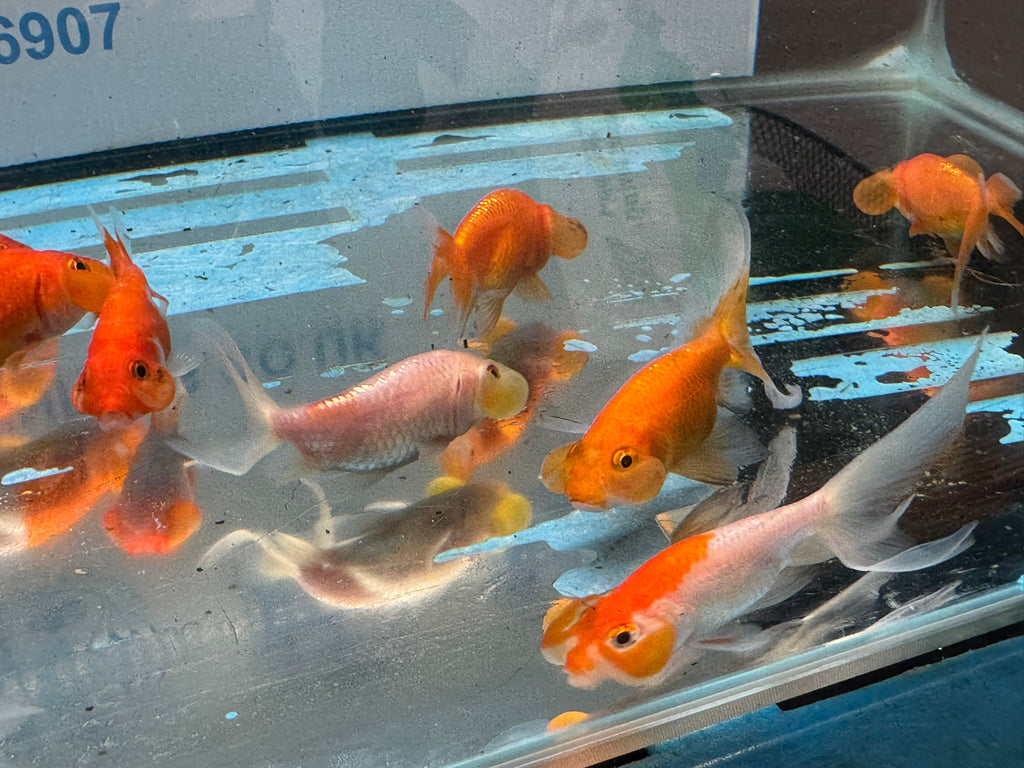 Bubble Eye 6-7cm Chinese Fancy Goldfish