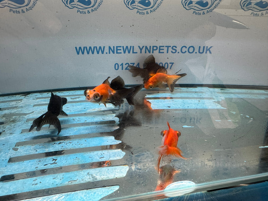 Butterfly Moor 6-7cm Chinese Fancy Goldfish  Assorted colours (BF5B)
