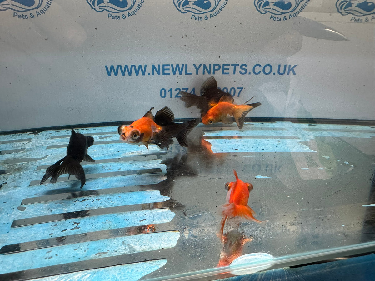 Butterfly Moor 6-7cm Chinese Fancy Goldfish  Assorted colours (BF5B)