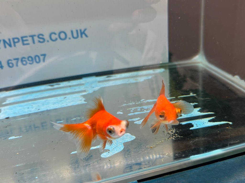 Butterfly Moor 6-7cm Chinese Fancy Goldfish  Assorted colours (BF5B)