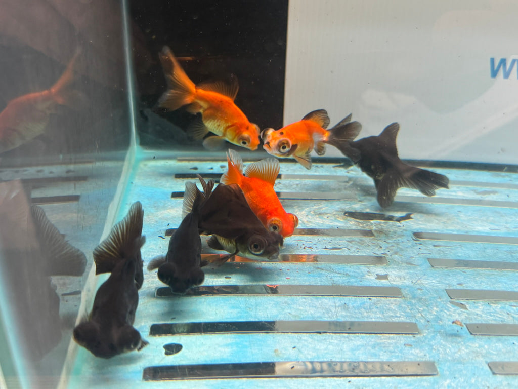Butterfly Moor 6-7cm Chinese Fancy Goldfish  Assorted colours (BF5B)