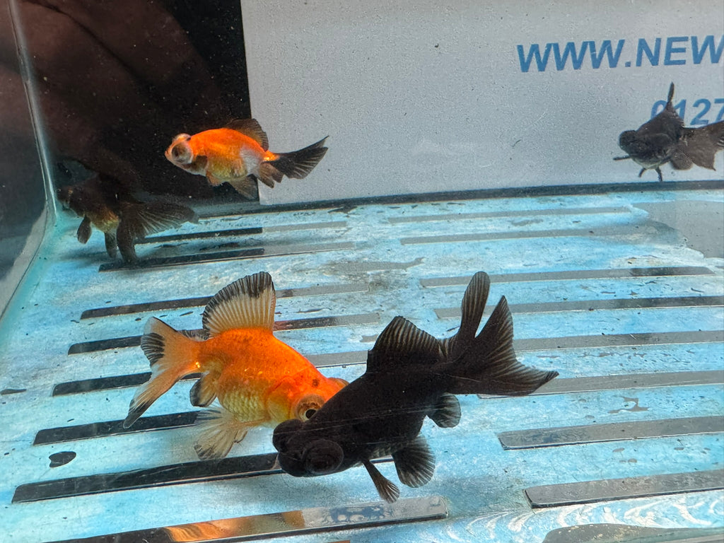 Butterfly Moor 6-7cm Chinese Fancy Goldfish  Assorted colours (BF5B)
