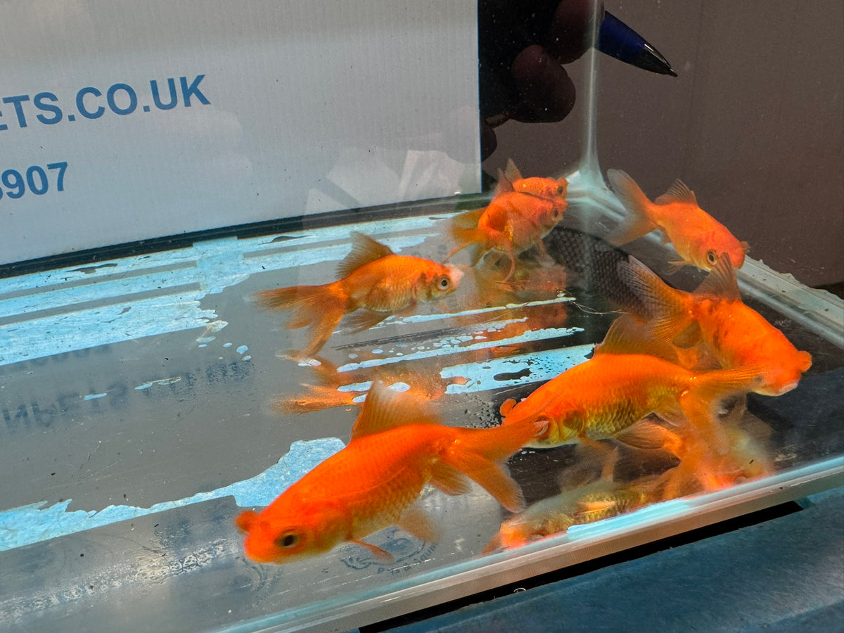Red Pom Pom 6-7cm Chinese Fancy Goldfish (Picked at Random) (BF4B)