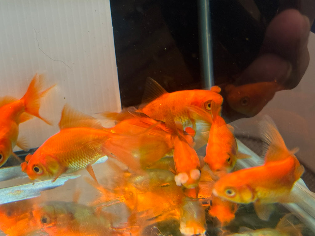 Red Pom Pom 6-7cm Chinese Fancy Goldfish (Picked at Random) (BF4B)