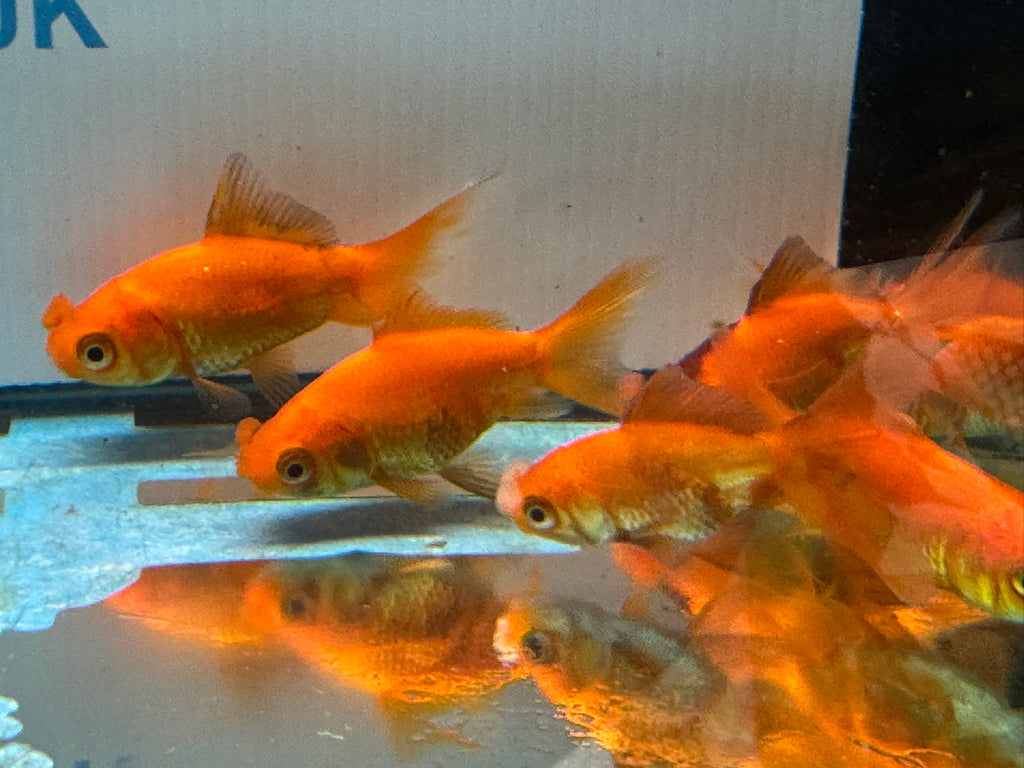 Red Pom Pom 6-7cm Chinese Fancy Goldfish (Picked at Random) (BF4B)