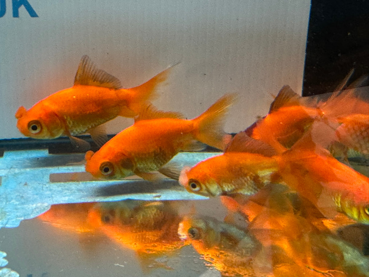 Red Pom Pom 6-7cm Chinese Fancy Goldfish (Picked at Random) (BF4B)