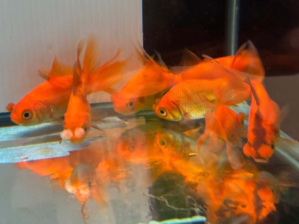 Red Pom Pom 6-7cm Chinese Fancy Goldfish (Picked at Random) (BF4B)