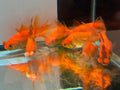 Red Pom Pom 6-7cm Chinese Fancy Goldfish (Picked at Random) (BF4B)