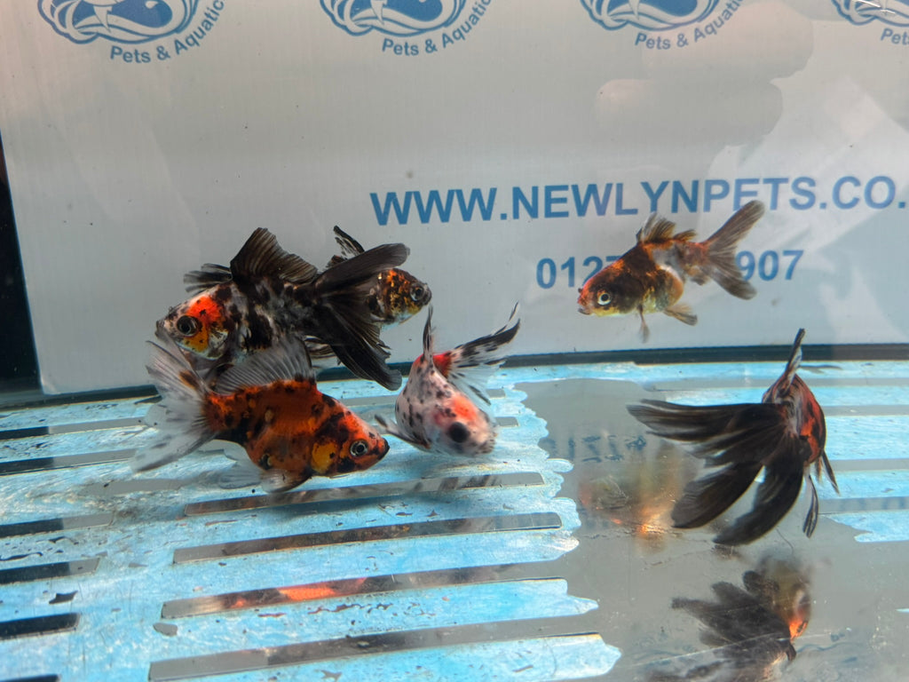 Calico Ryukin 6-7cm Chinese Fancy Goldfish
