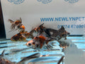 Calico Ryukin 6-7cm Chinese Fancy Goldfish