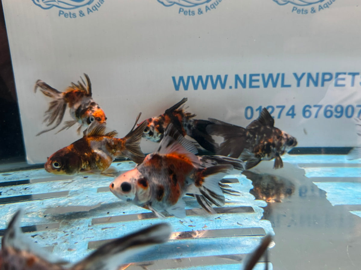 Calico Ryukin 6-7cm Chinese Fancy Goldfish