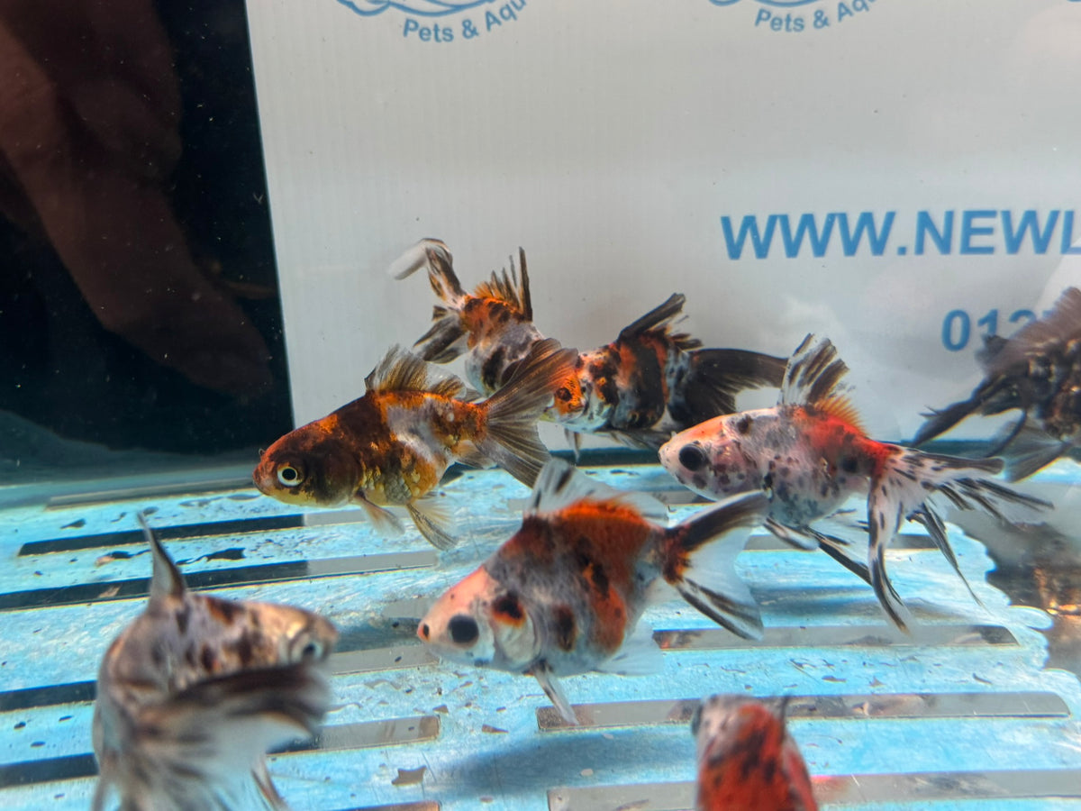Calico Ryukin 6-7cm Chinese Fancy Goldfish