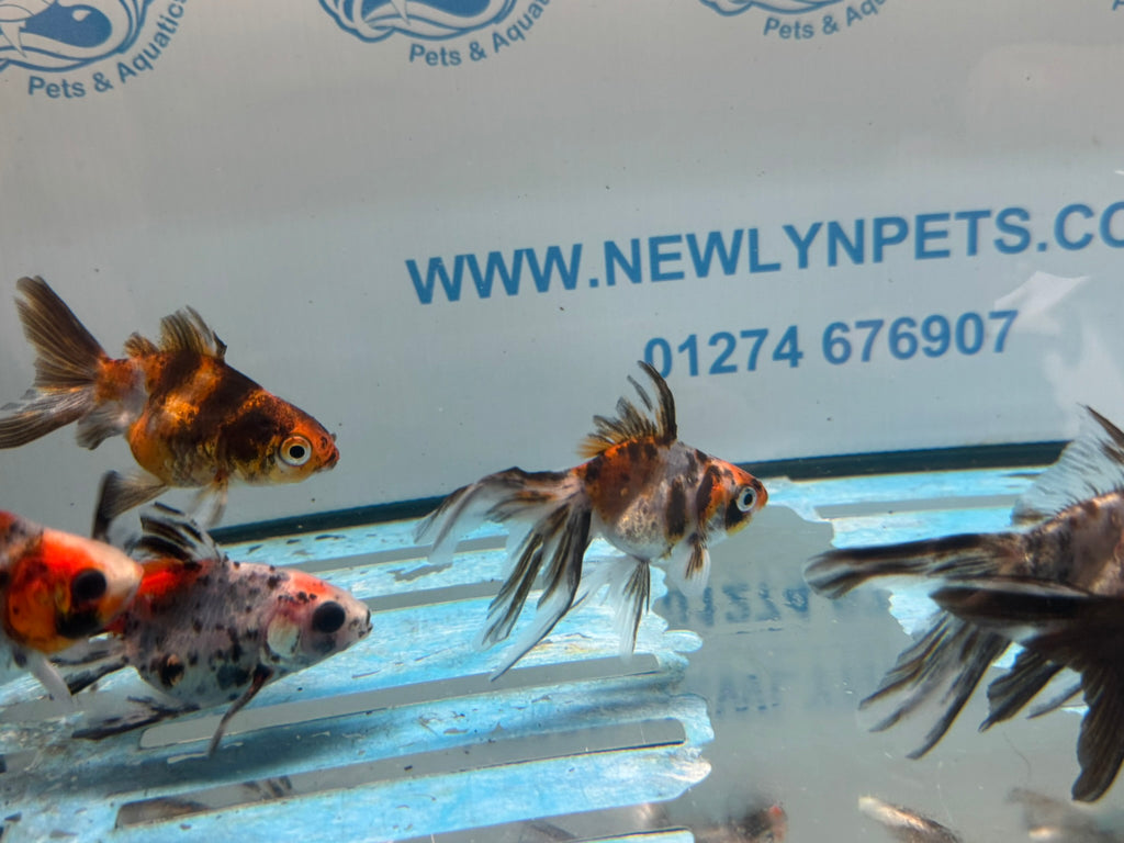 Calico Ryukin 6-7cm Chinese Fancy Goldfish