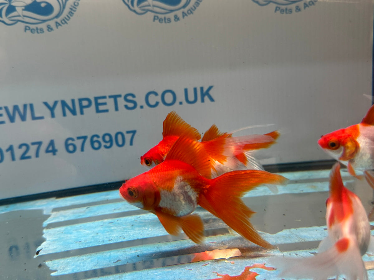 Red/White Ryukin 6-7cm Chinese Fancy Goldfish