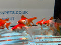 Red/White Ryukin 6-7cm Chinese Fancy Goldfish