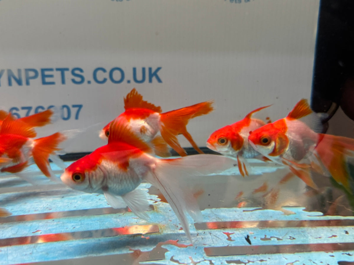 Red/White Ryukin 6-7cm Chinese Fancy Goldfish
