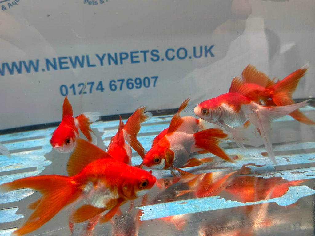 Red/White Ryukin 6-7cm Chinese Fancy Goldfish