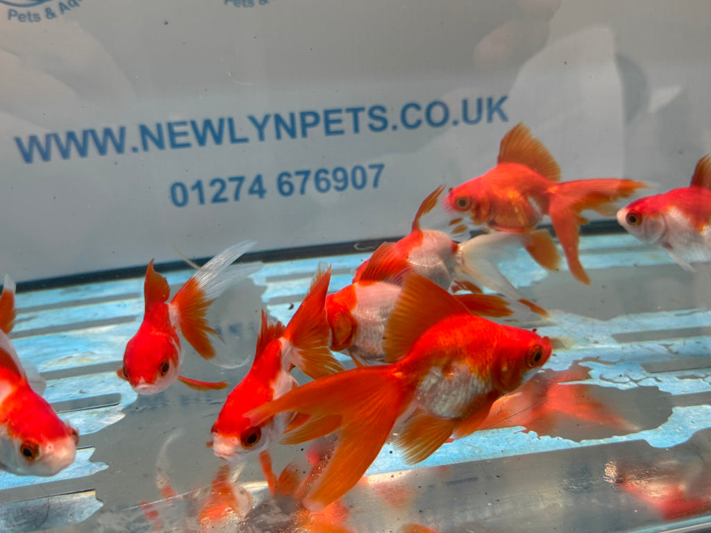 Red/White Ryukin 6-7cm Chinese Fancy Goldfish