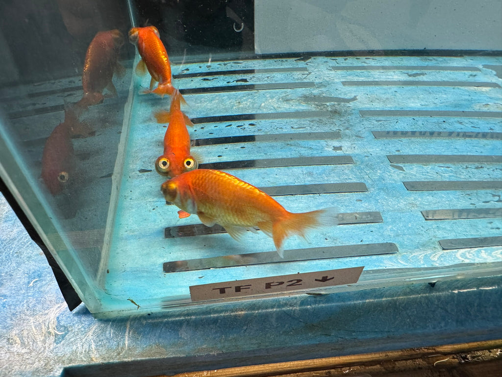 Celestial 7-8cm Chinese Fancy Goldfish (Picked at Random) (BF4B)