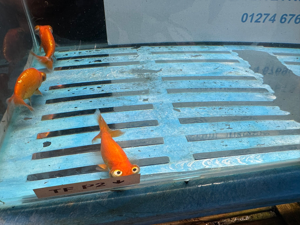 Celestial 7-8cm Chinese Fancy Goldfish (Picked at Random) (BF4B)