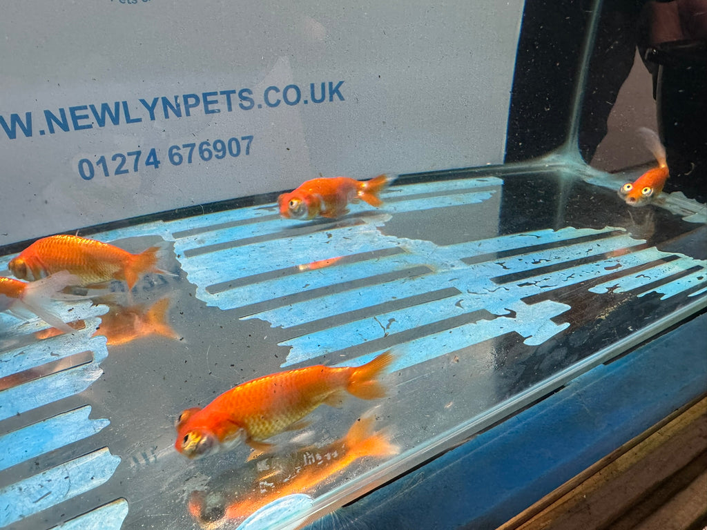 Celestial 7-8cm Chinese Fancy Goldfish (Picked at Random) (BF4B)
